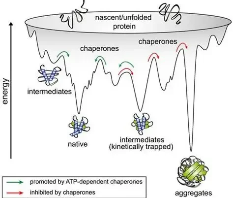 理解分子伴侣催化蛋白质折叠的最新进展,FEBS Letters - X-MOL