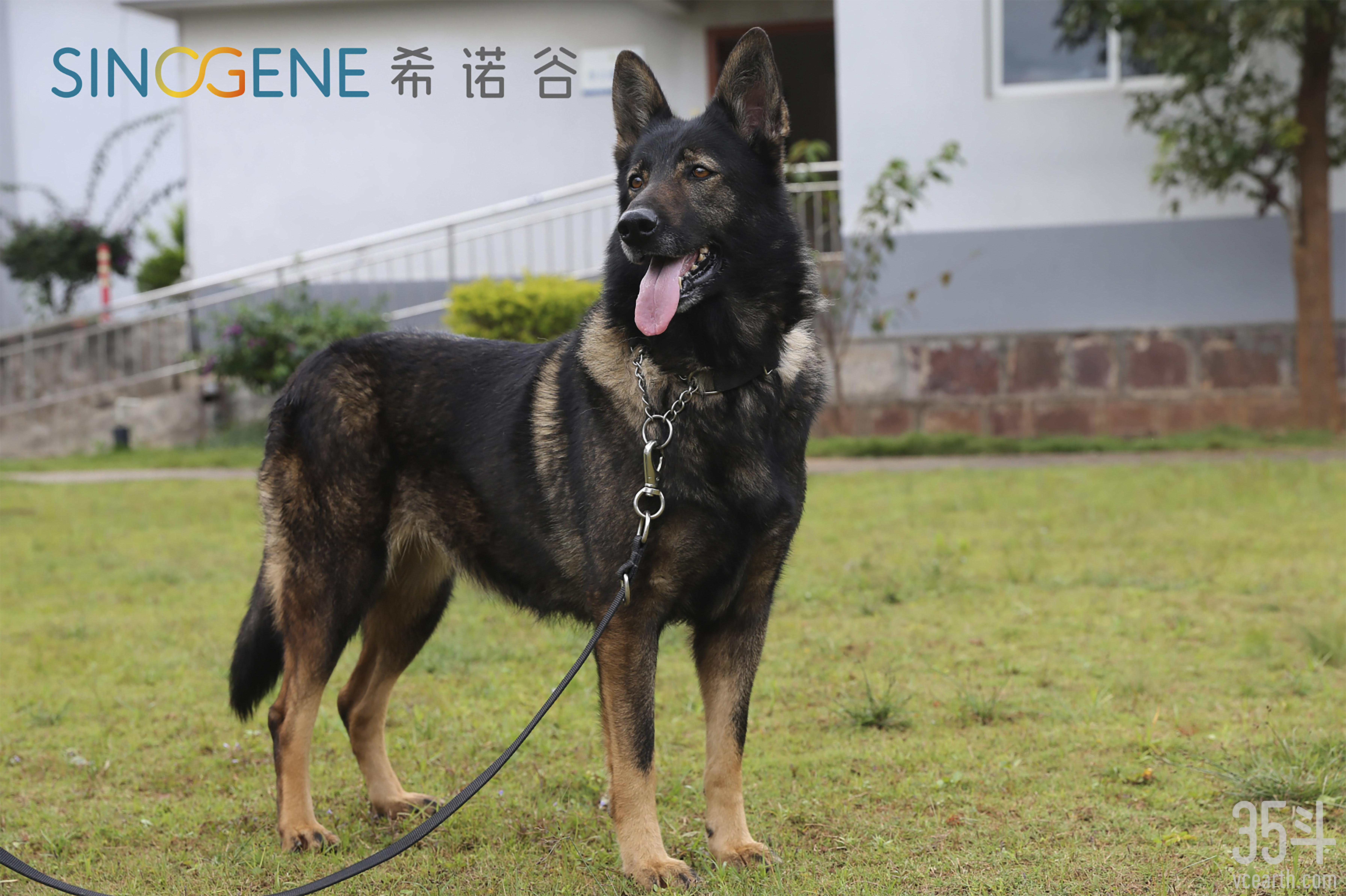 中国首只克隆警犬“昆勋”.jpg
