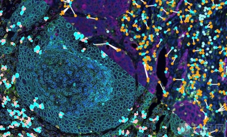 KRIAS ™病理图像分析系统.jpg