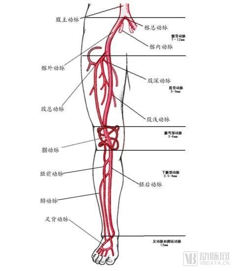 下肢血管结构.jpg