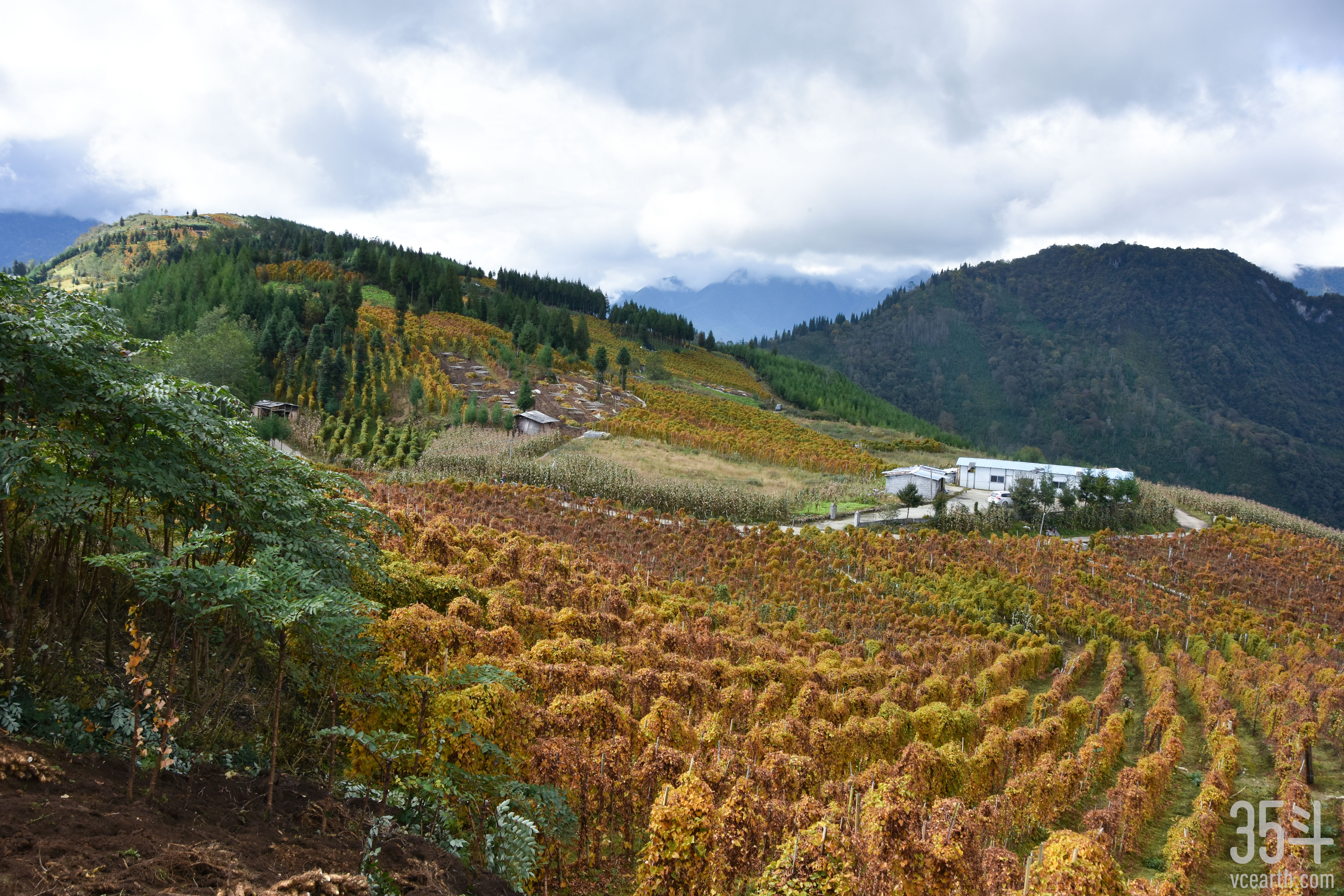 熊猫乡甜高山糯山药产地.JPG