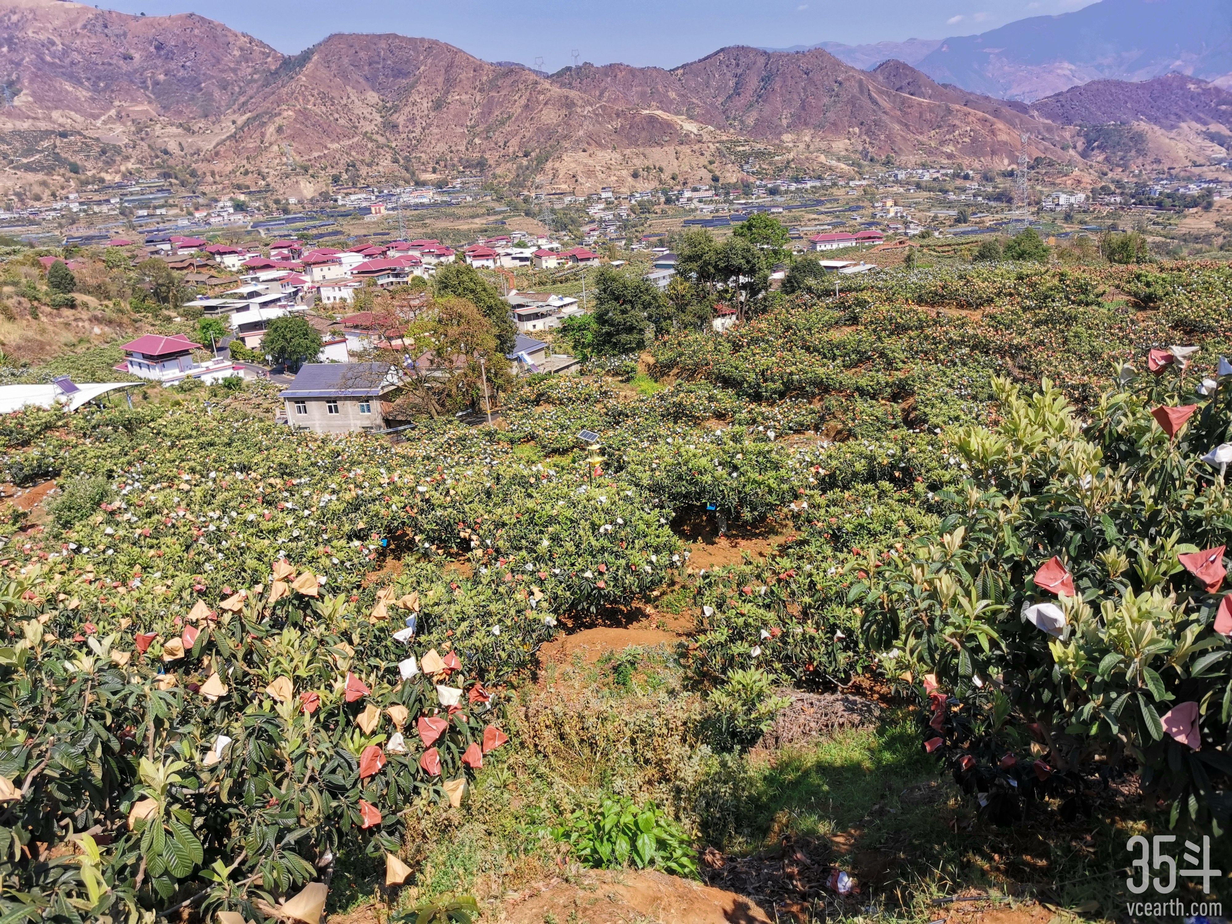 熊猫乡甜高山枇杷产地.jpg