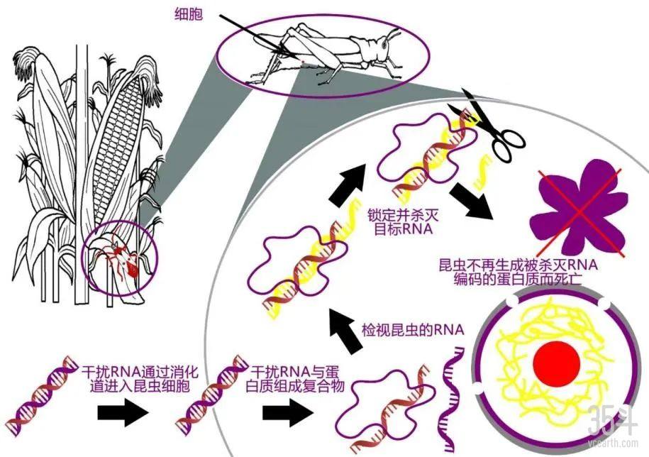 RNA.jpg