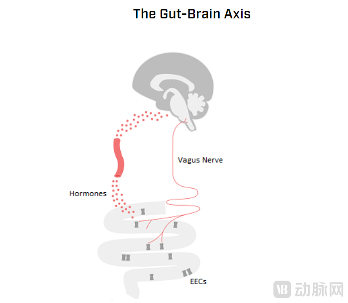 肠-脑轴.png