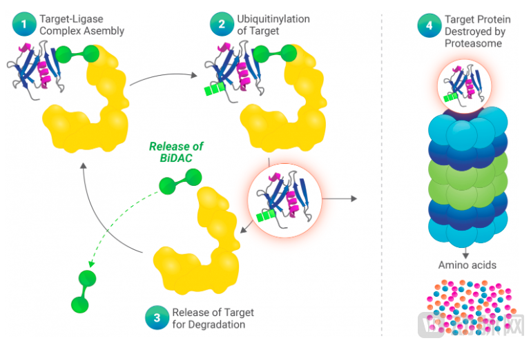 蛋白质降解剂原理.PNG