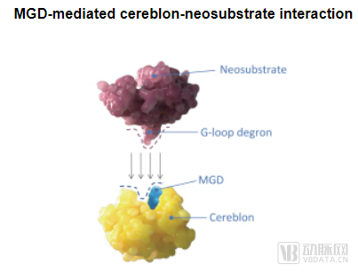 MGD介导的cereblon-新底物相互作用（图源：Monte Rosa招股书）.png
