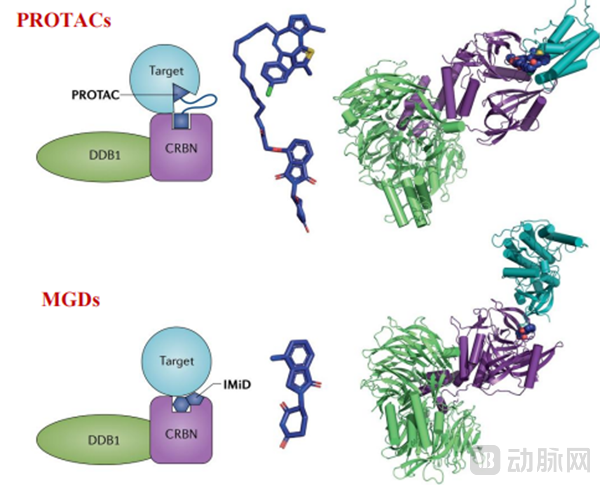 PROTAC和MGD结构及结合模式对比(图源:华创证券).png