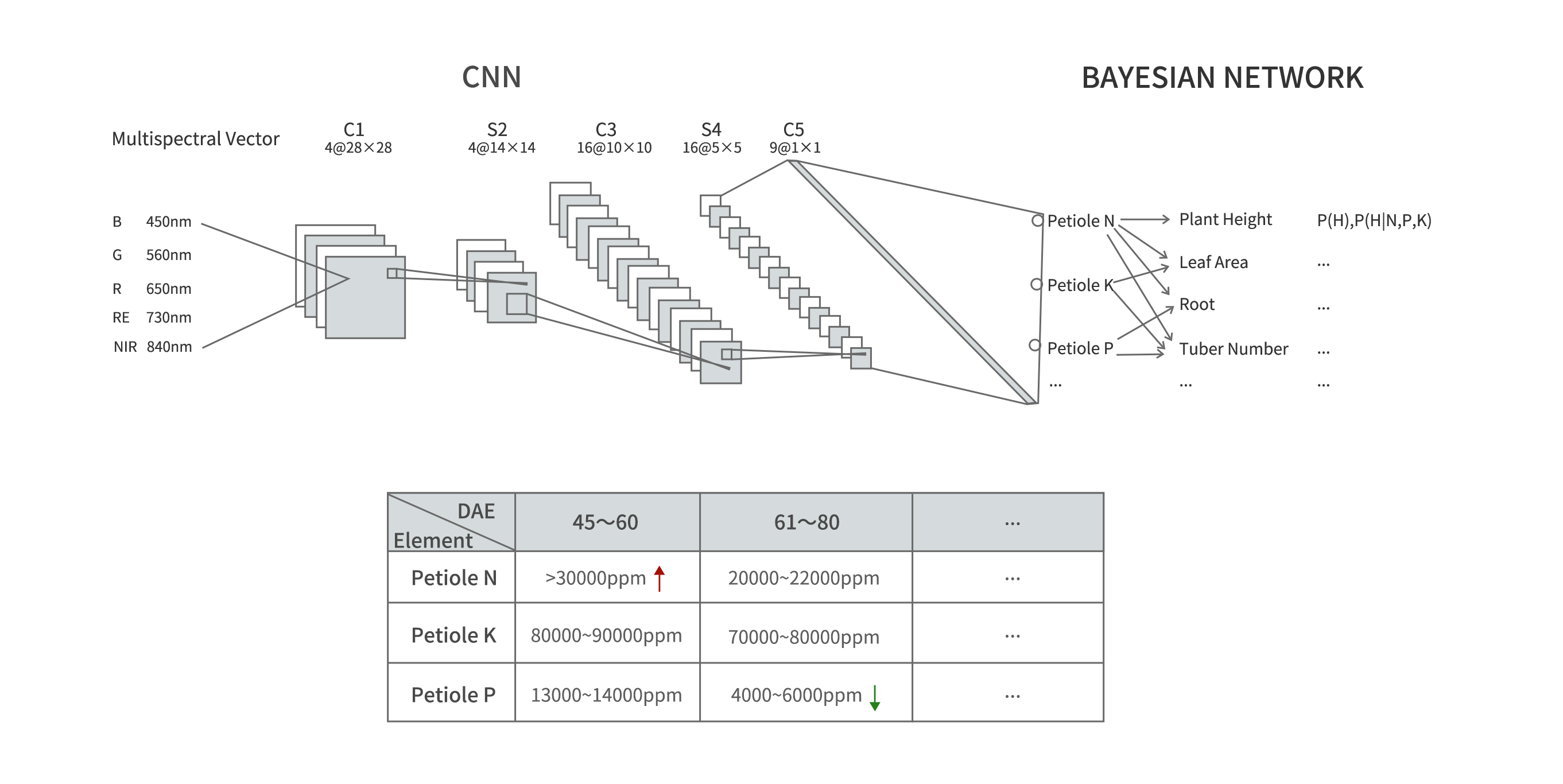 简耘CNN-Bayesian.png