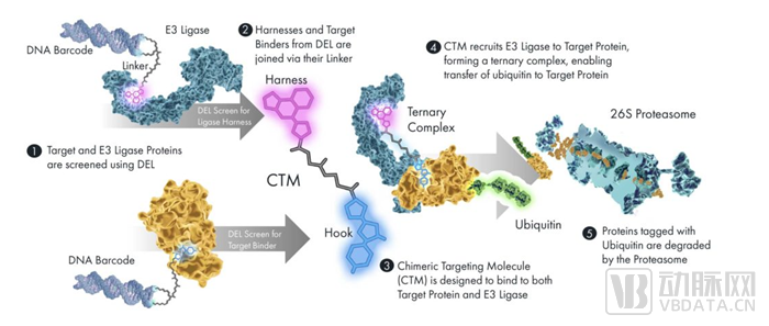 嵌合靶向分子（CTM）结构（图源：Nurix官网）.png