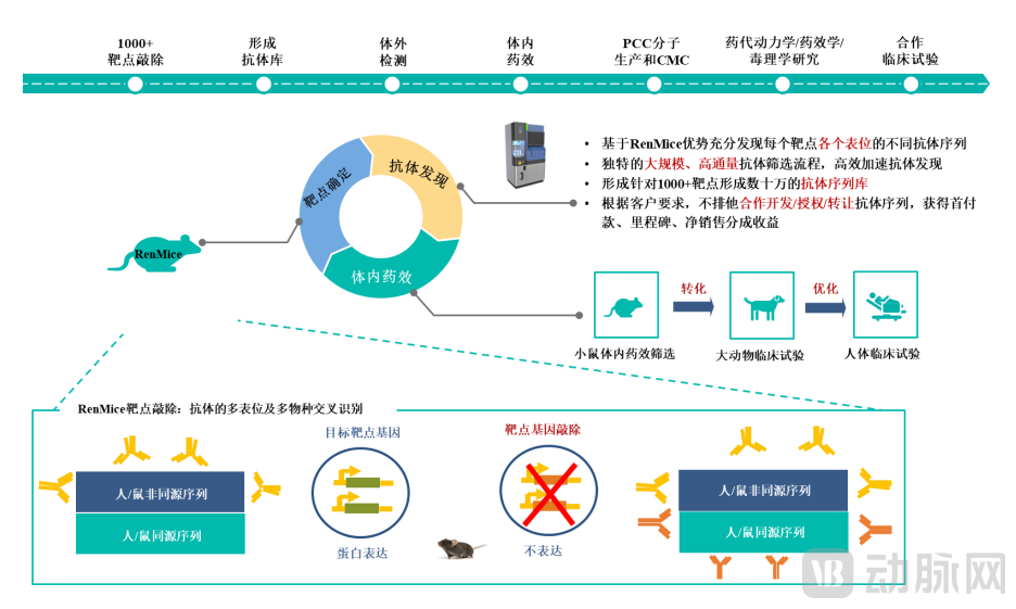 “千鼠万抗”药物开发流程图.png