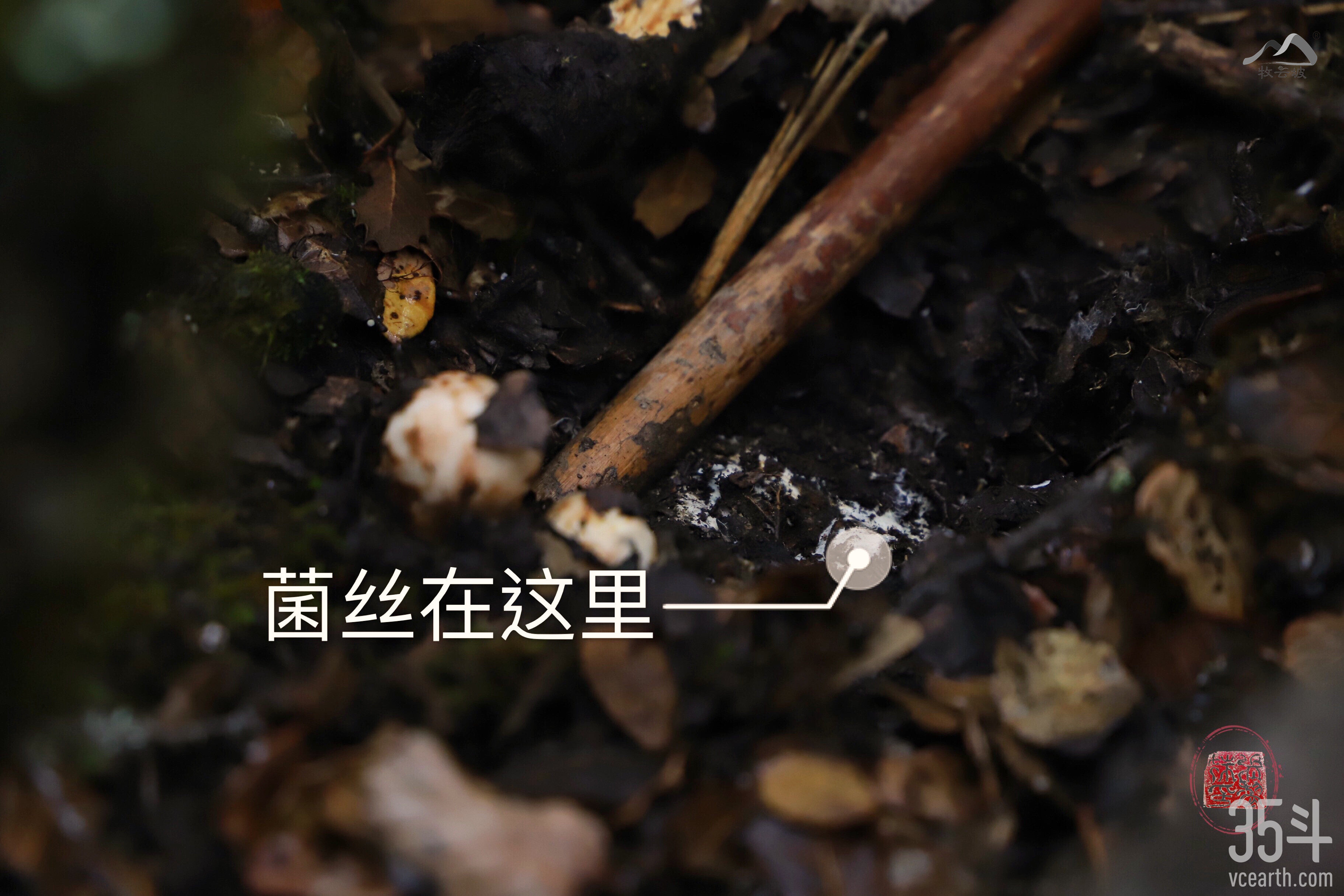 松茸的菌丝.jpg