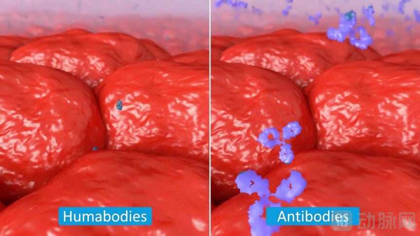 它们的小体积和生物物理特性意味着它们可以比常规抗体更快更深地穿透肿瘤和组织 biotech animated.jpg