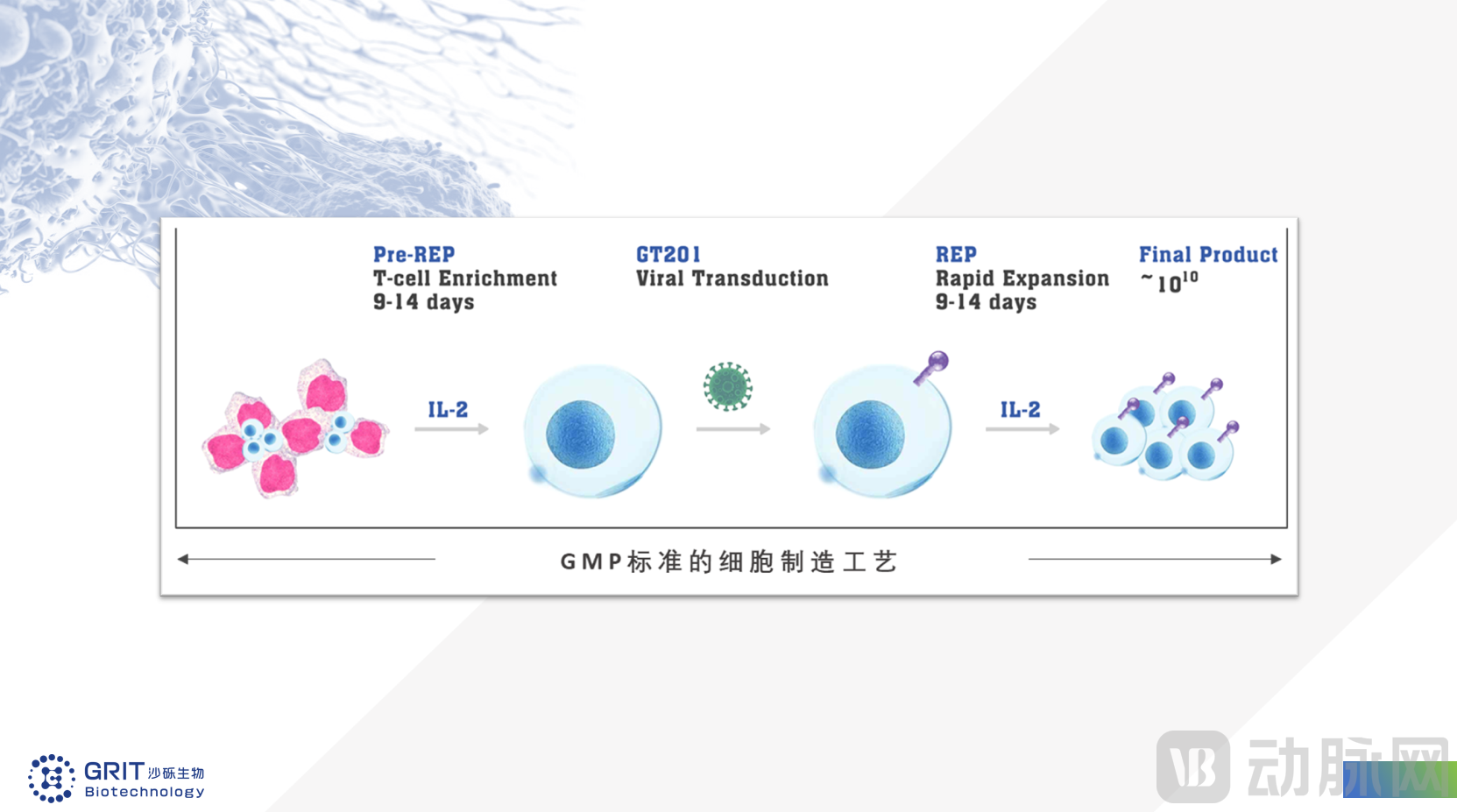 沙砾生物基因编辑型TIL产品获得国家药监局临床试验许可-动脉网