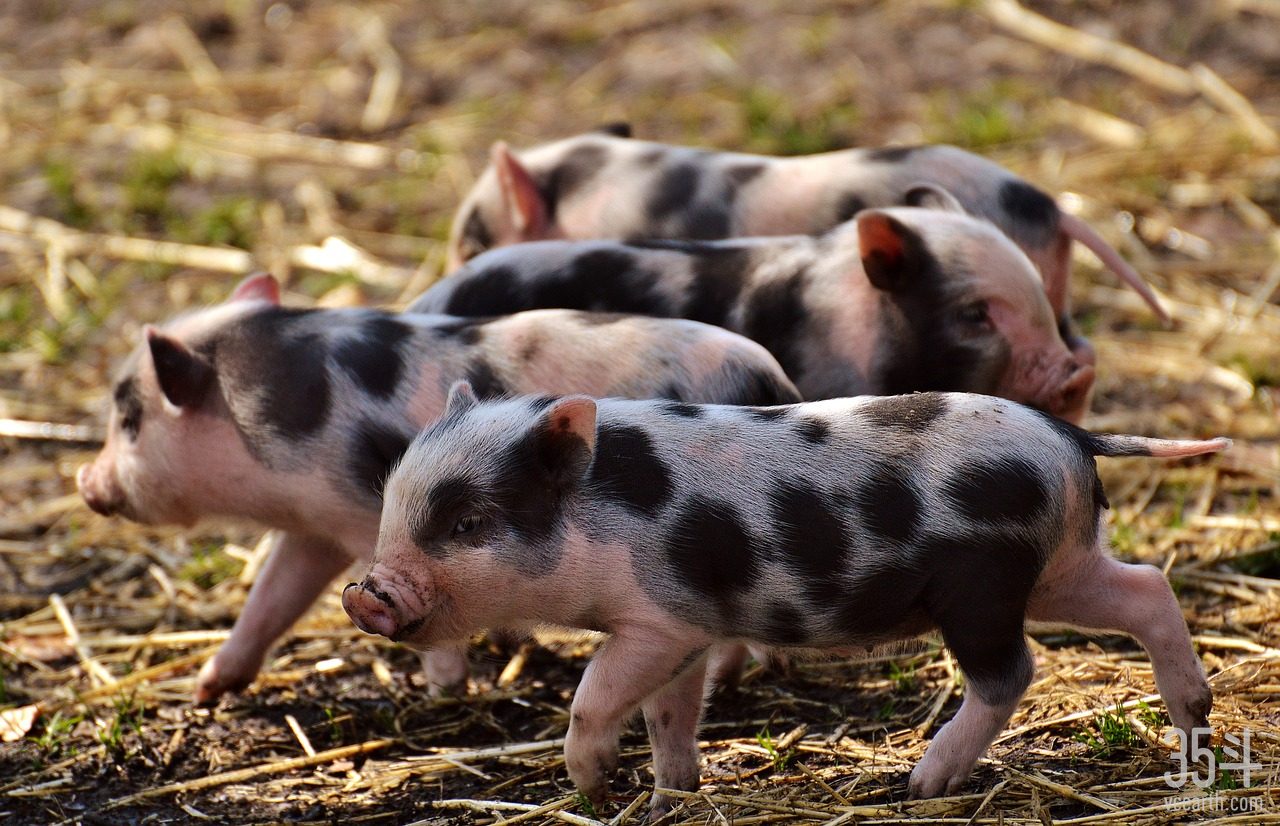 pig缩略图.jpg