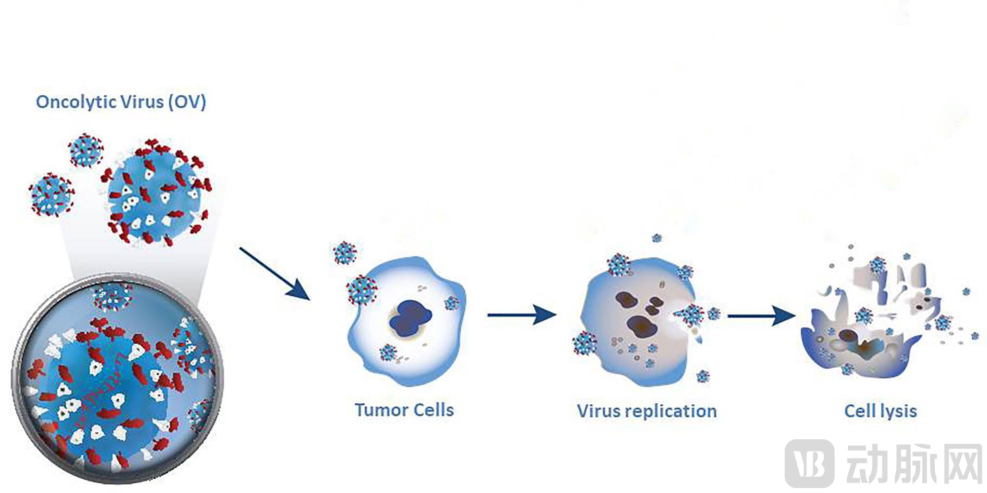 溶瘤病毒原理.png