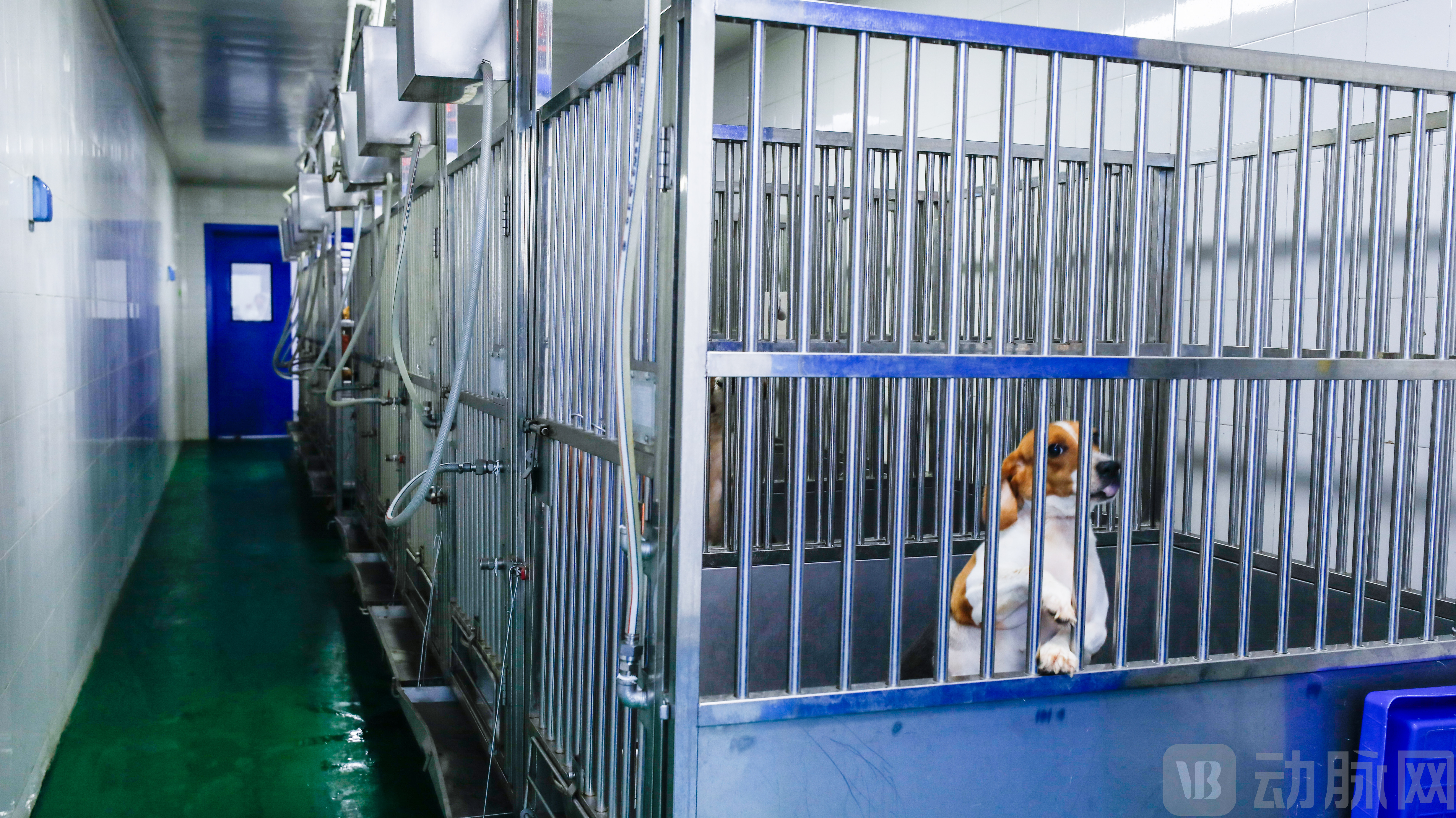 斯坦德集团安全评价中心-比格犬动物房.jpg