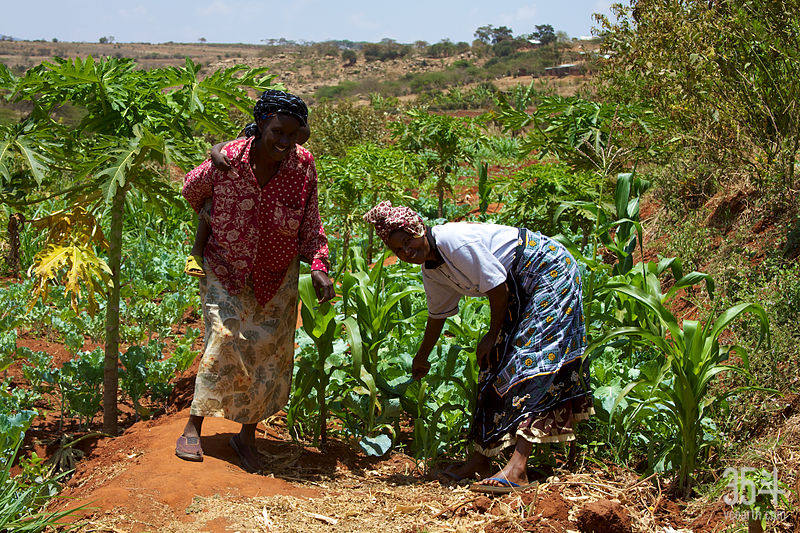 Africa-Corn-Field.-Agriculture-Women-smallholder-farmers-in-Kenya-wikipedia.jpg