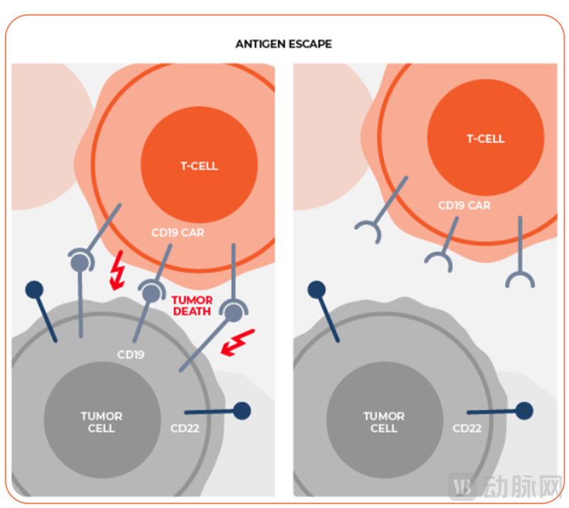 经过临床验证和注册试验的CD22 CAR T程序和下一代多特异性CAR Ts.png