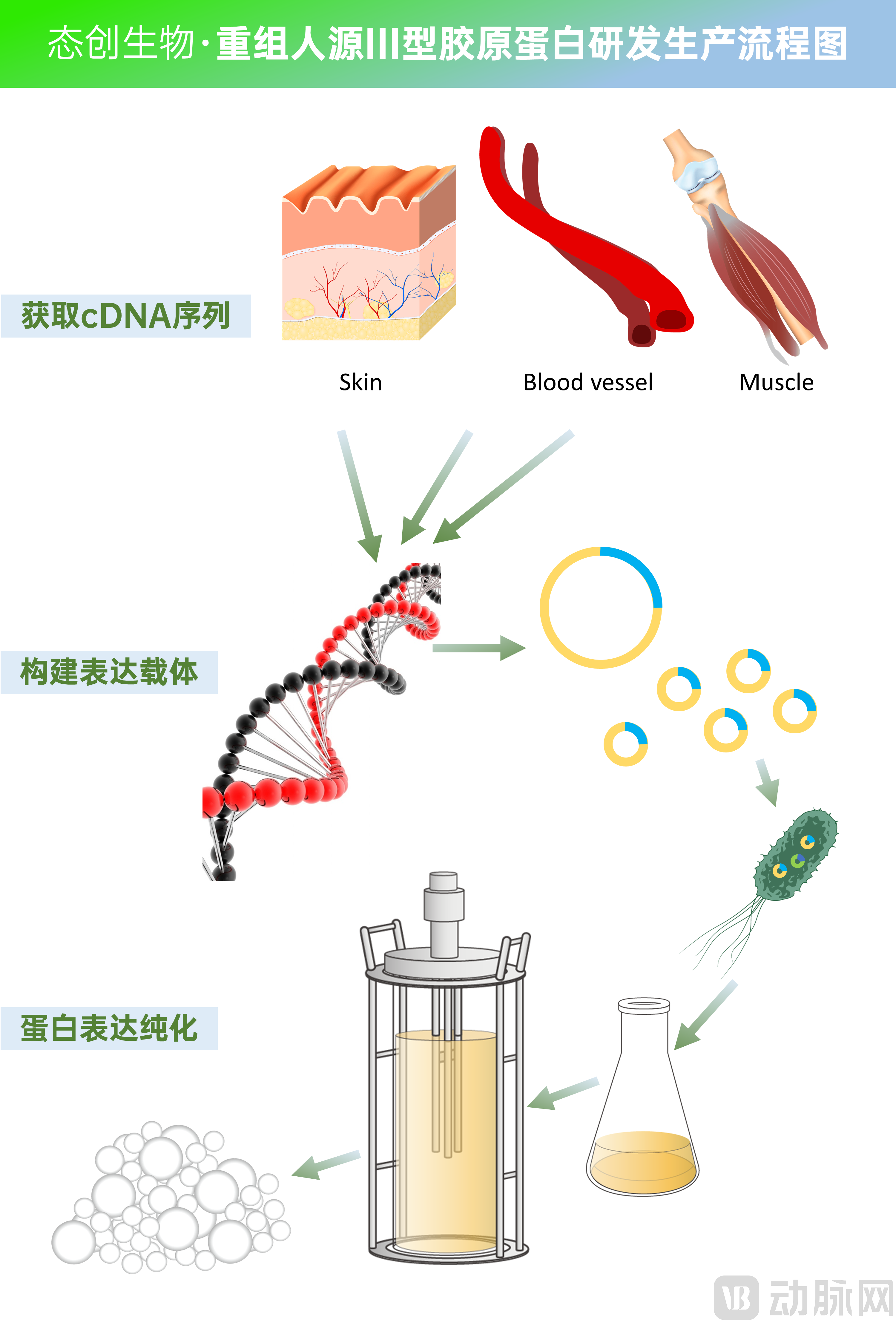 态创生物III型胶原蛋白研发生产流程图.png