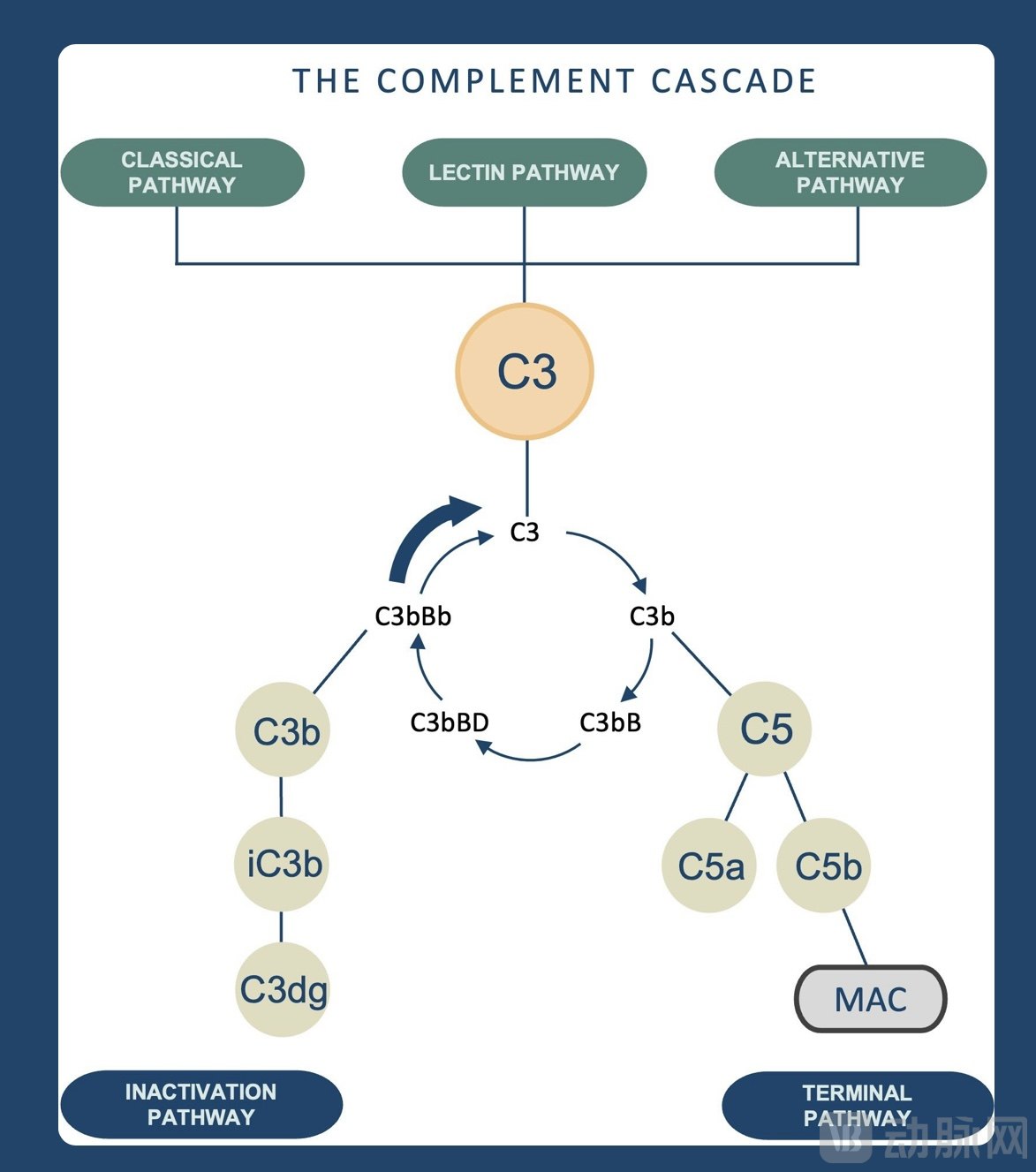 补体级联反应.jpg