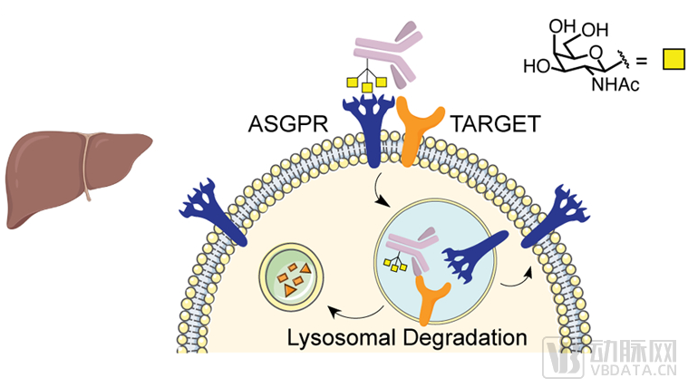 ASGPR-LYTAC(图源：Nature Chemical Biology).png