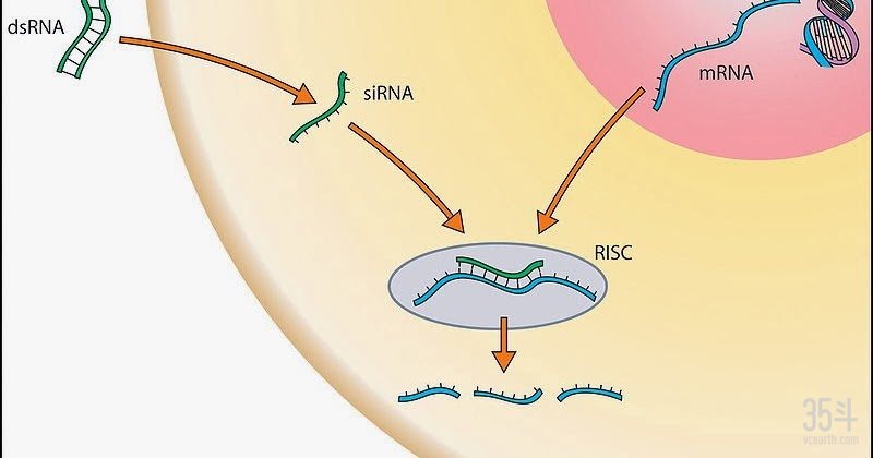 RNAi作用机制.jpg