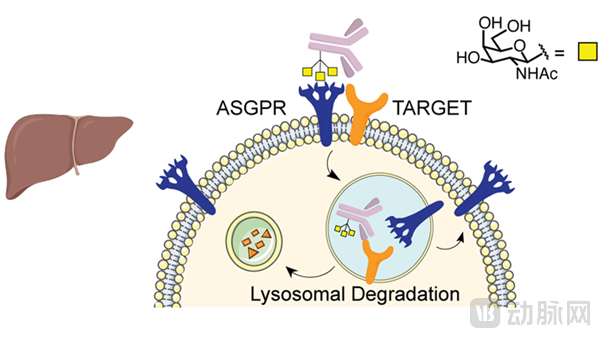 GalNAc-LYTAC（图源：Nature Chemical Biology）.png