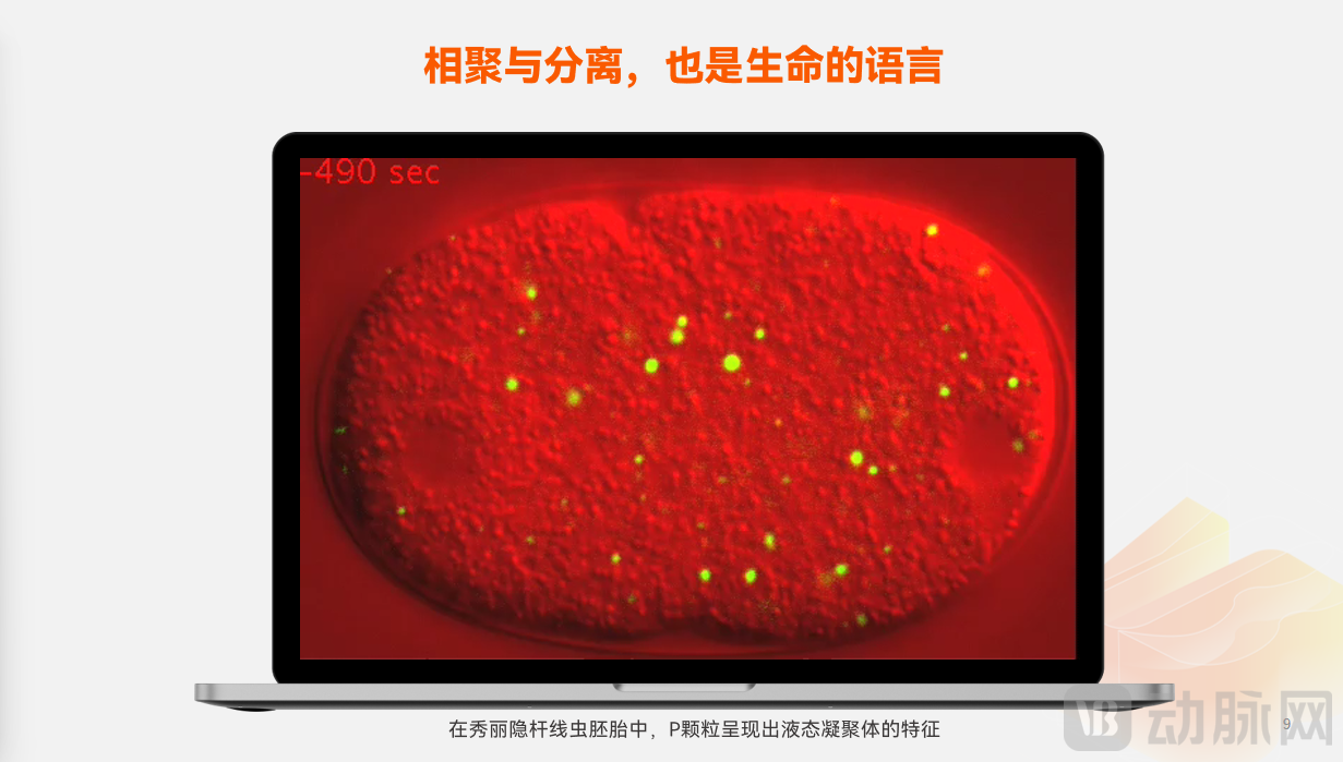 秀丽隐杆线虫.png