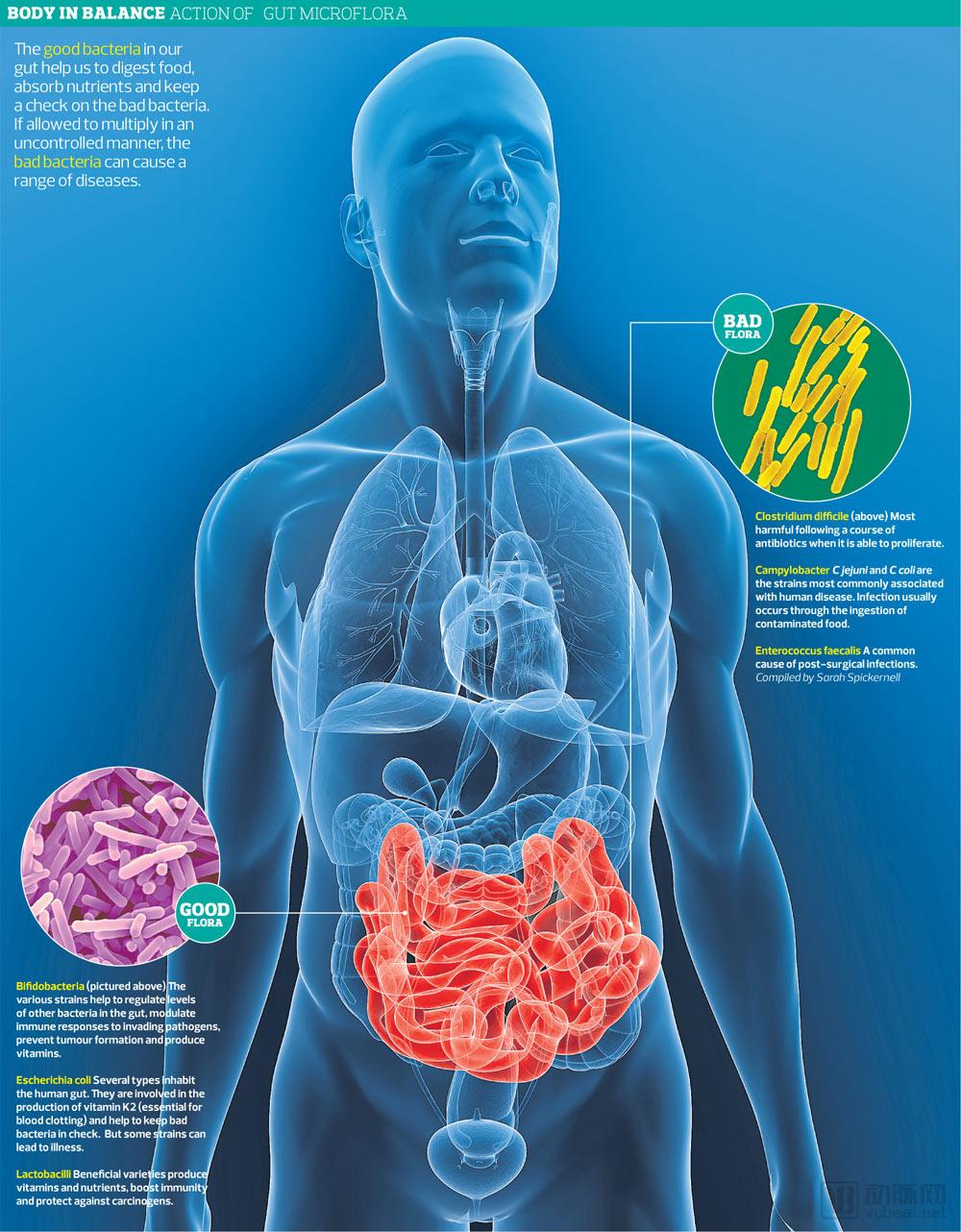 Gut-Bacteria-graphic-001.jpg