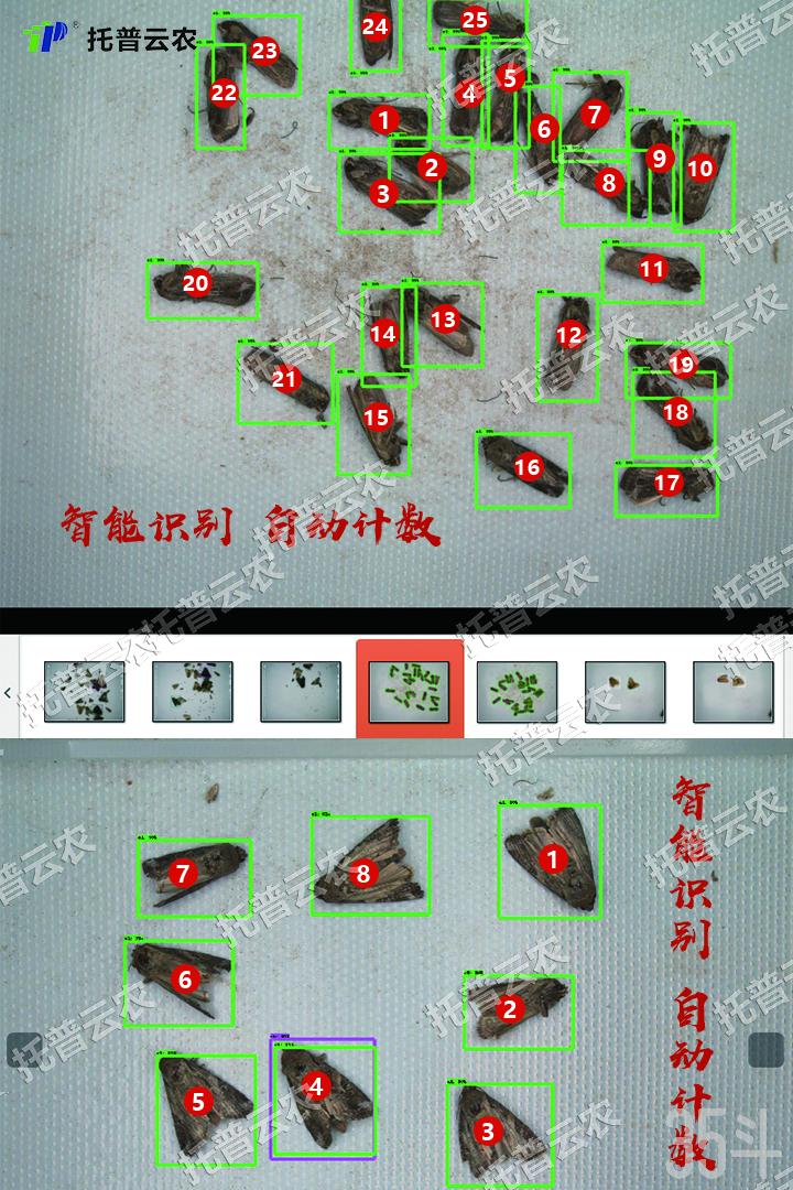虫子识别.jpg