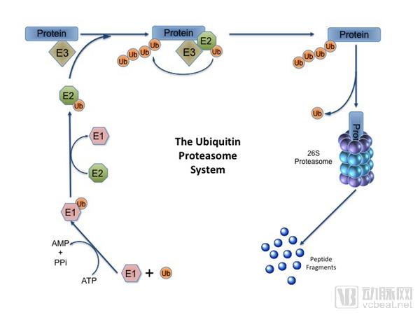 Ubiquitin-Proteasome_system_diagram.jpg