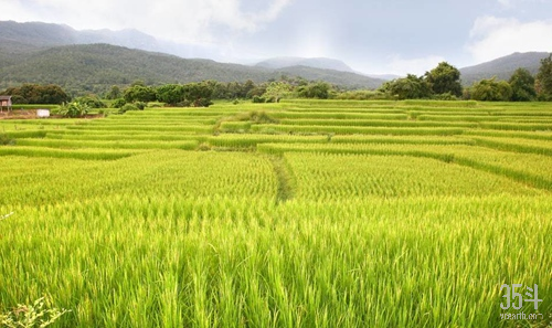 泰国水稻.jpg