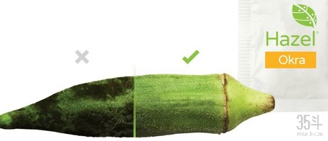 hazal_okra_large.jpg