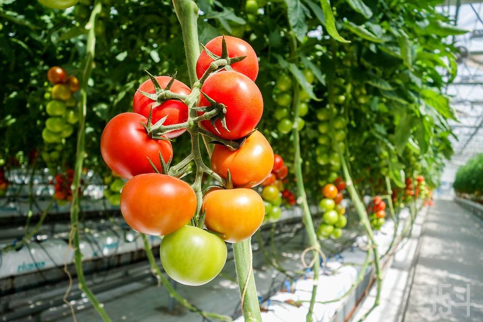 tomato-1310961_960_720.jpg