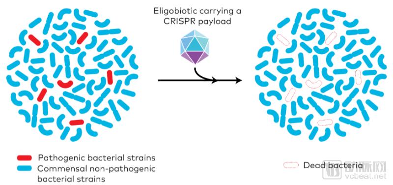 Eligo-Bioscience-CRISPR-Microbiome-Fundraising.png