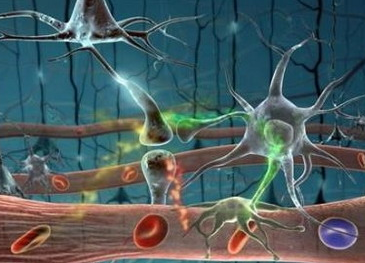 加拿大研究发现：神经元“过热”触发帕金森氏症