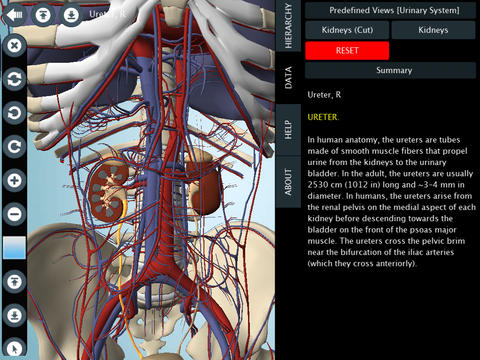 Anatomy 3D – Anatronica